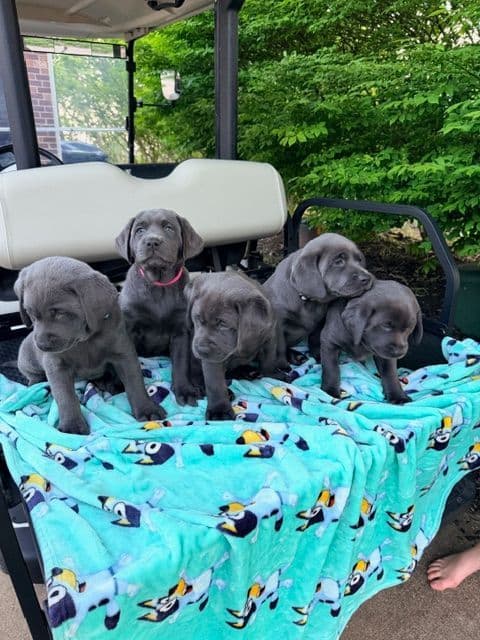 Labrador Retriever Puppies media 3