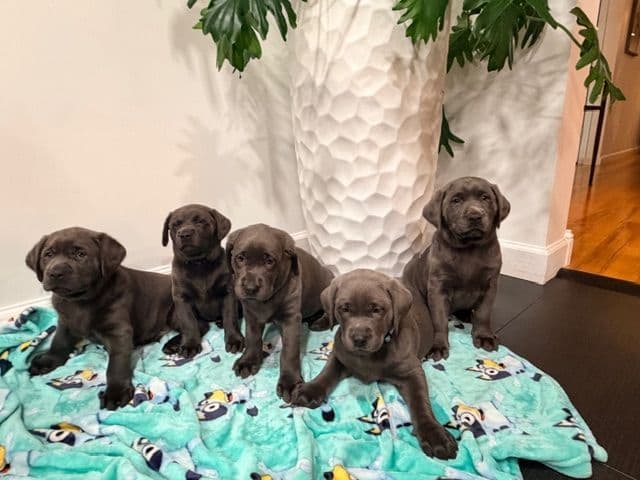 Labrador Retriever Puppies media 4