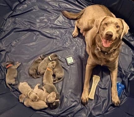 Labrador Retriever Puppies breeder image 1