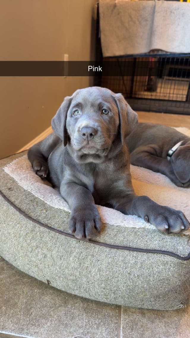 Labrador Retriever Puppies media 7