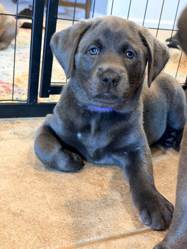 Labrador Retriever Puppies media 8