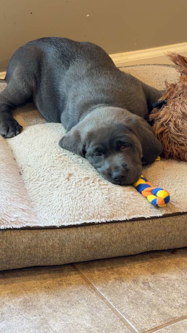 Labrador Retriever Puppies media 10