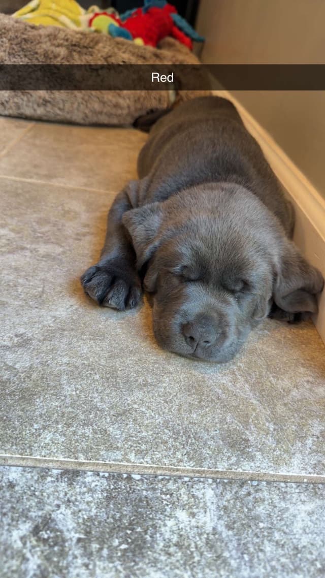 Labrador Retriever Puppies media 11