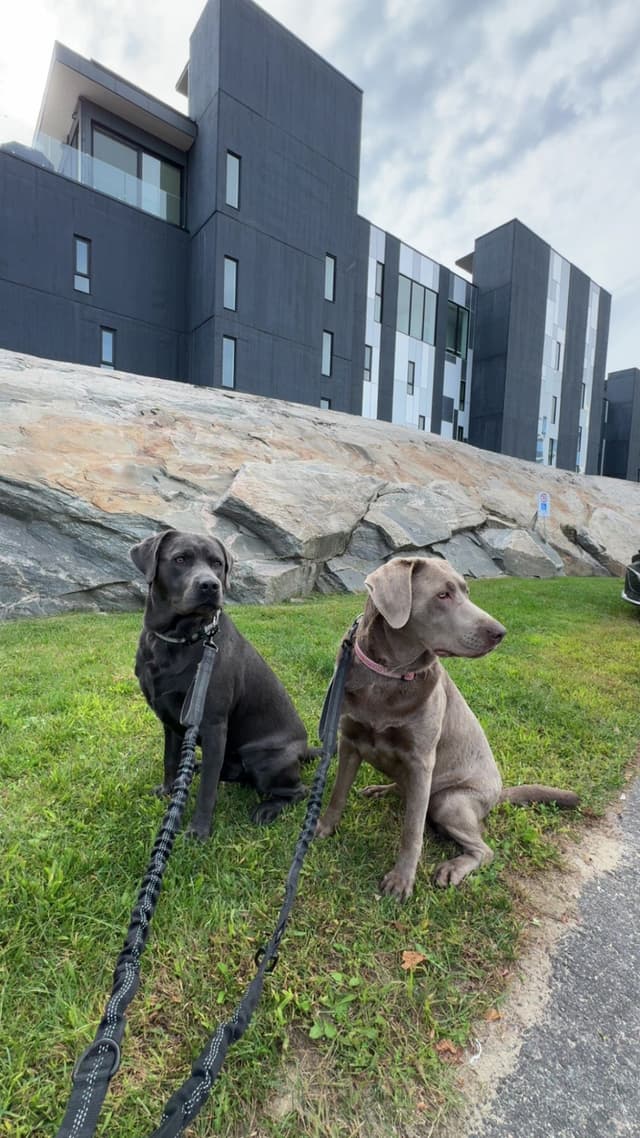 Labrador Retriever Puppies media 13