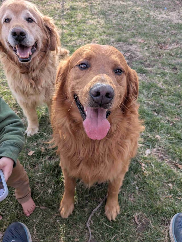 Golden Retriever Puppies media 3