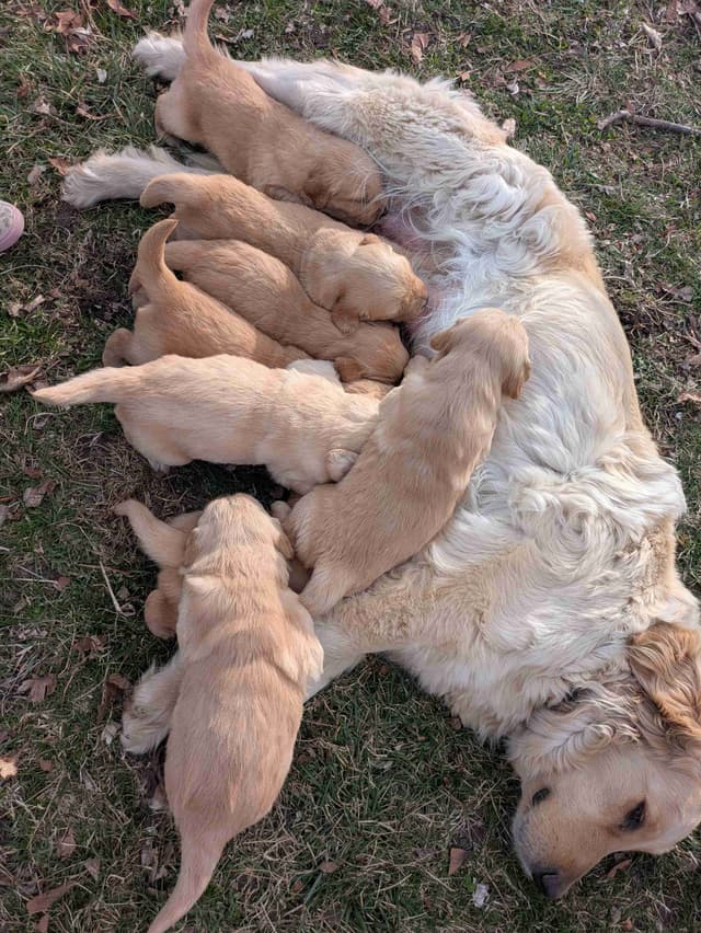 Golden Retriever Puppies media 4