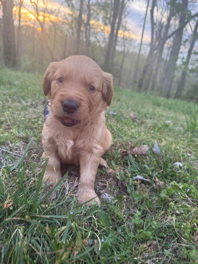 Golden Retriever Puppies media 2
