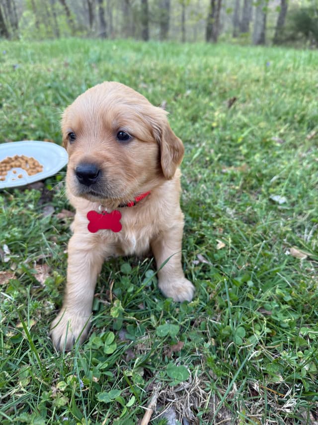 Golden Retriever Puppies media 4