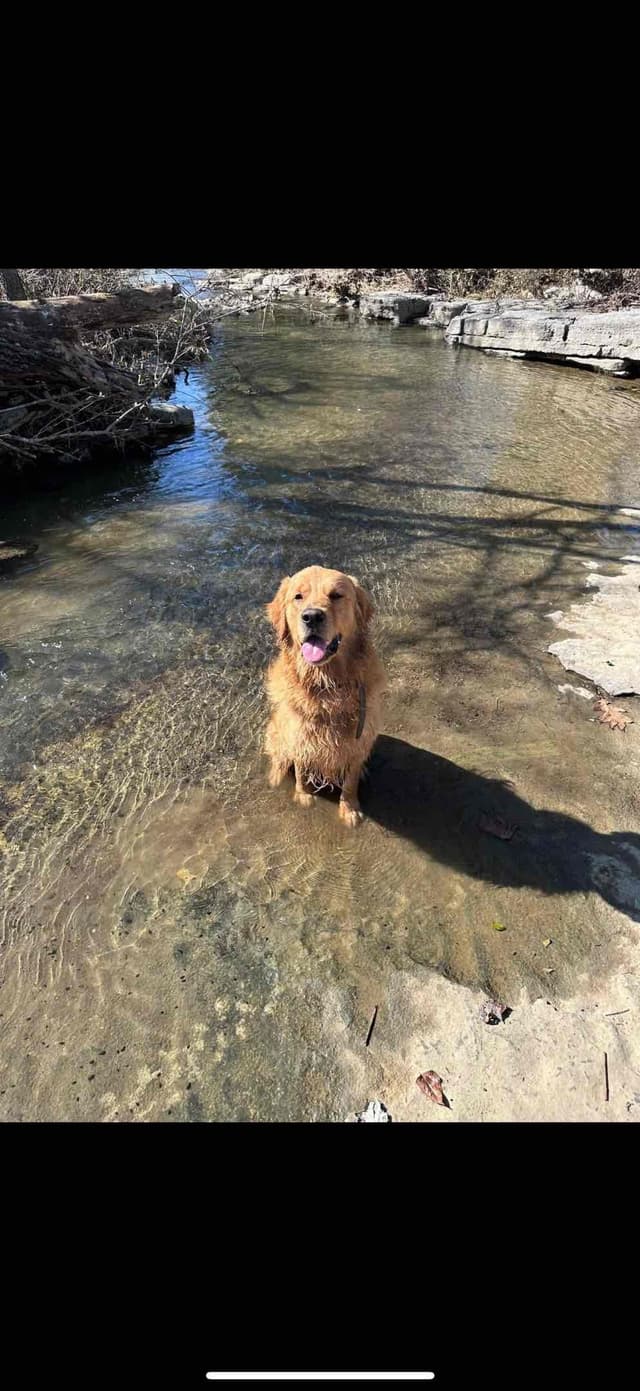 Golden Retriever Puppies media 5