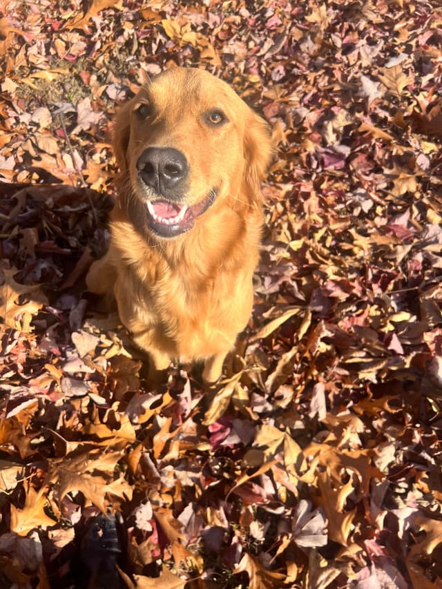 Golden Retriever Puppies media 6
