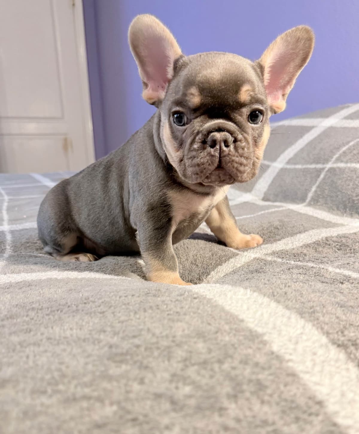 French Bulldog Puppies breeder image 3