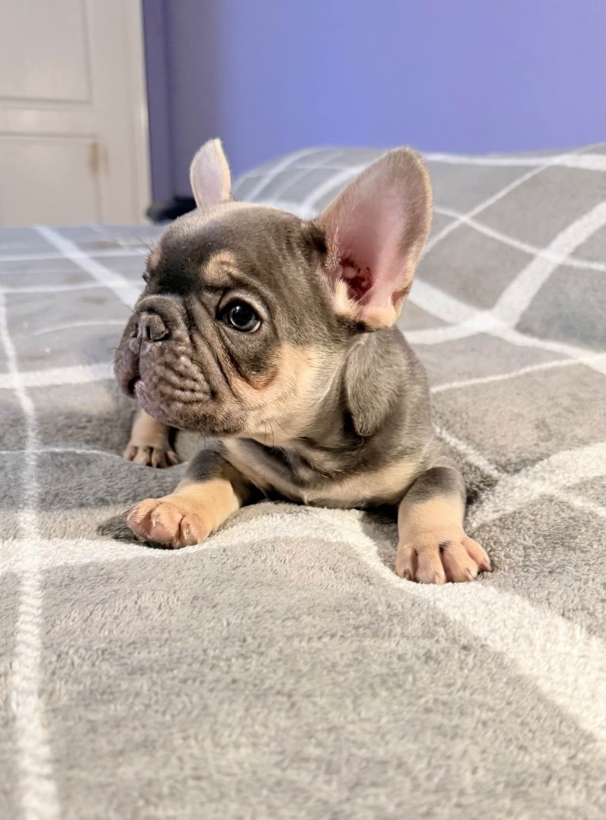 French Bulldog Puppies breeder image 6