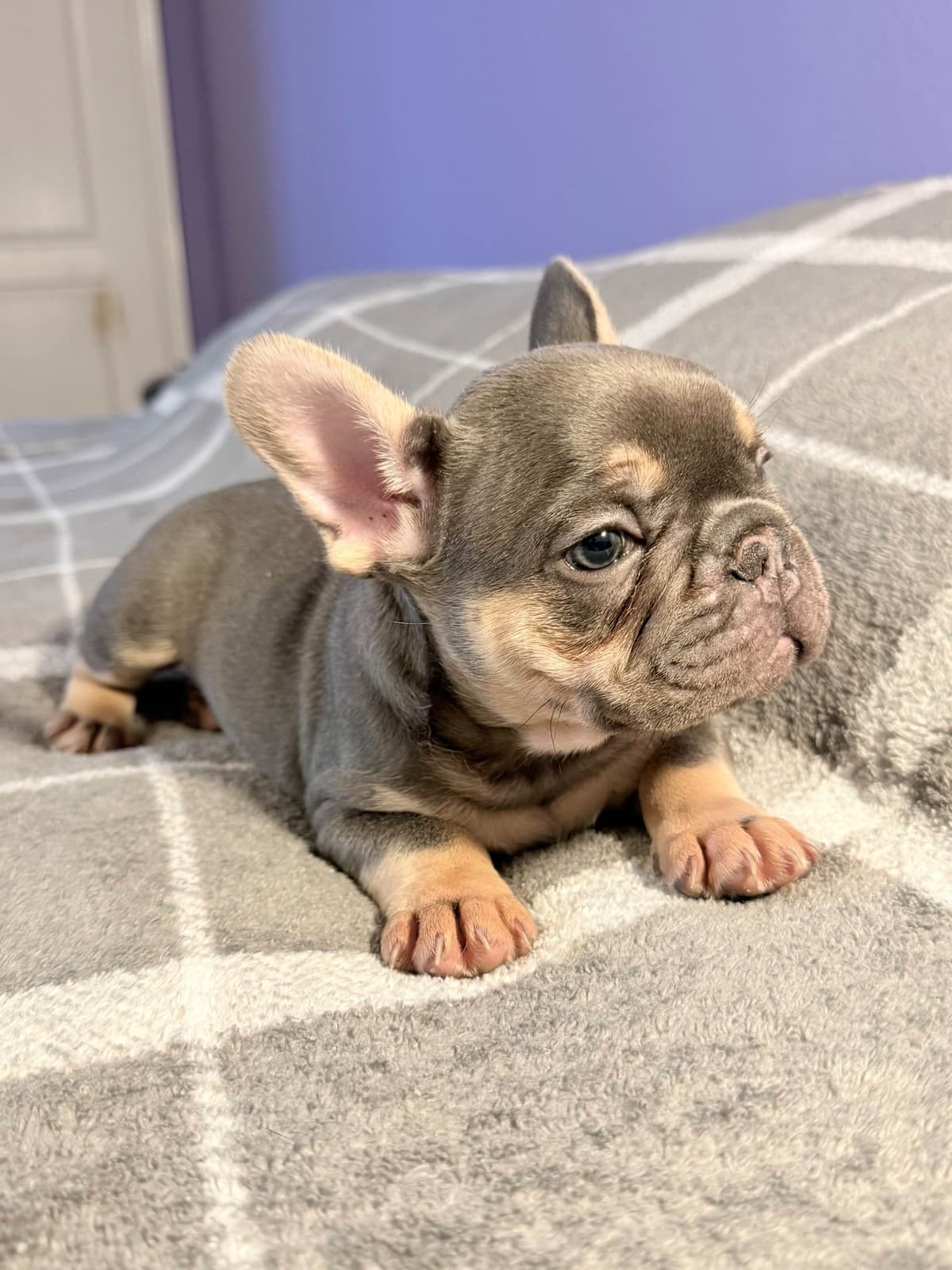 French Bulldog Puppies breeder image 7