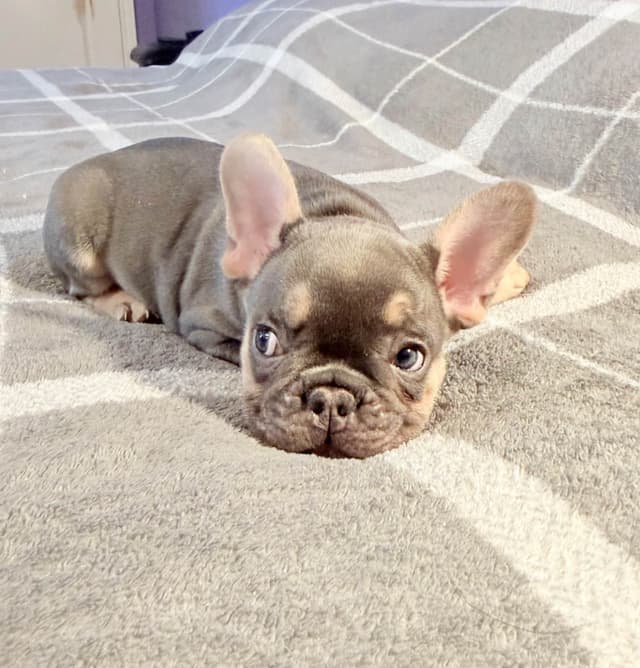 French Bulldog Puppies media 3