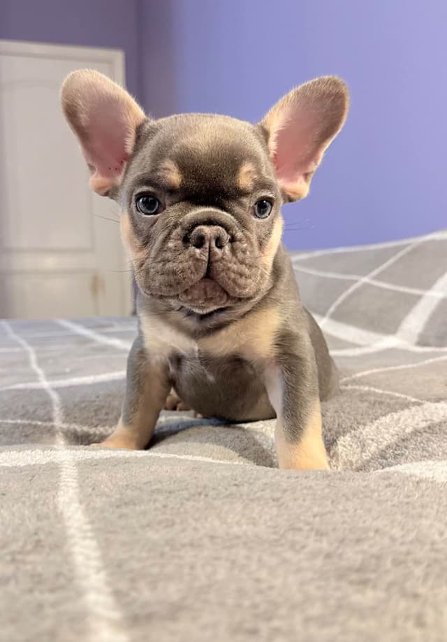 French Bulldog Puppies media 6