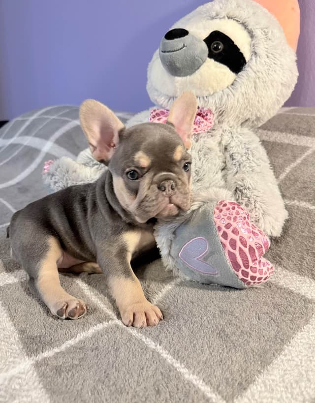 French Bulldog Puppies media 9