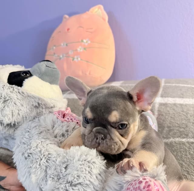 French Bulldog Puppies media 10