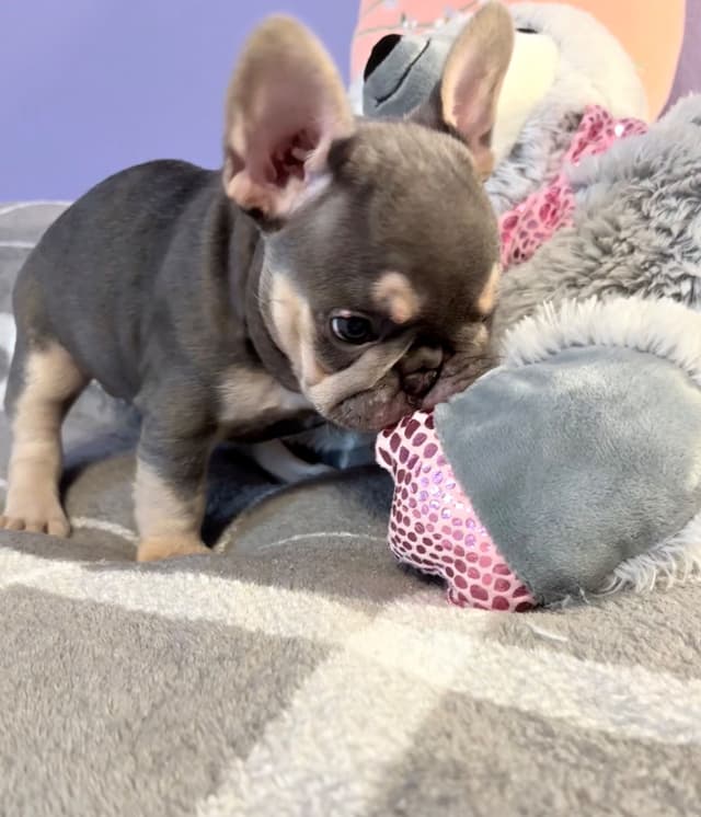 French Bulldog Puppies media 11