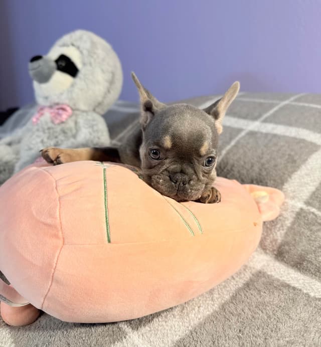 French Bulldog Puppies media 12