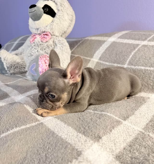 French Bulldog Puppies media 13
