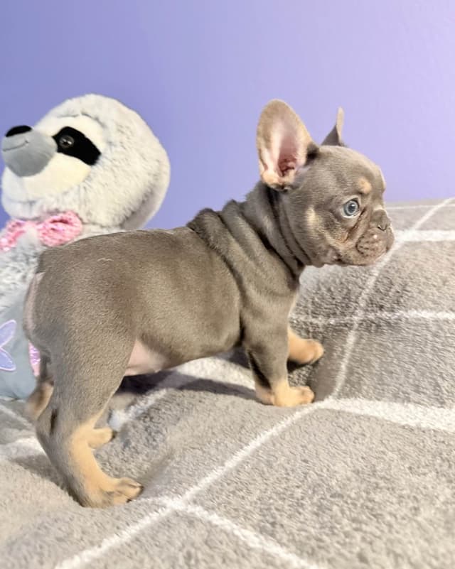 French Bulldog Puppies media 14