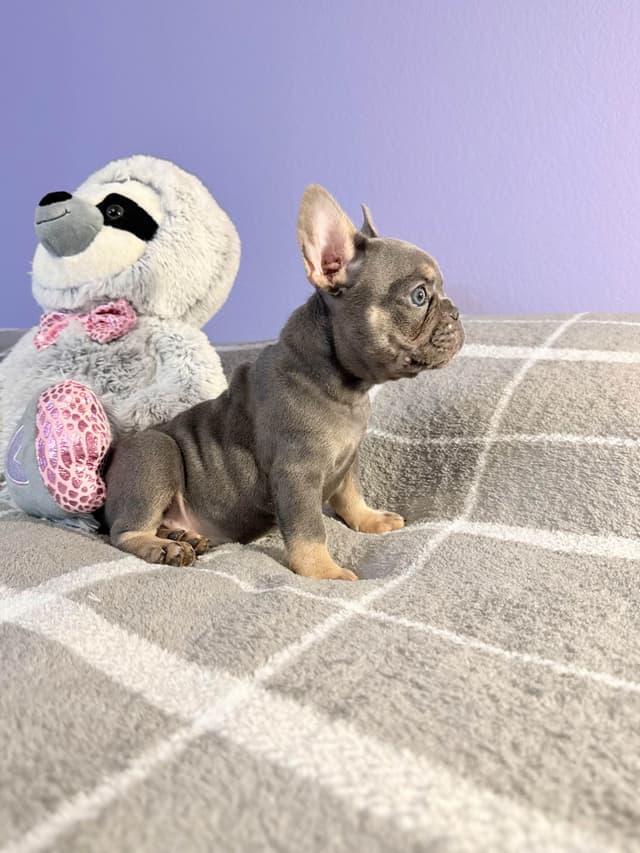 French Bulldog Puppies media 16