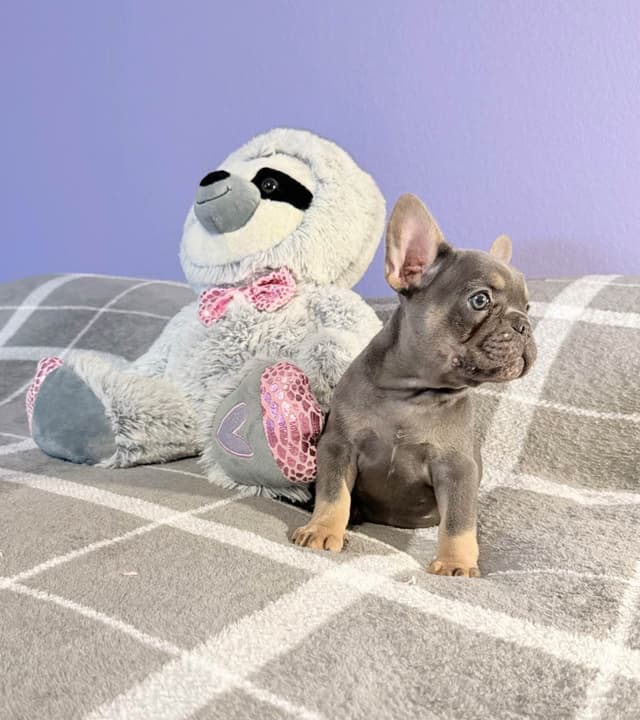 French Bulldog Puppies media 17