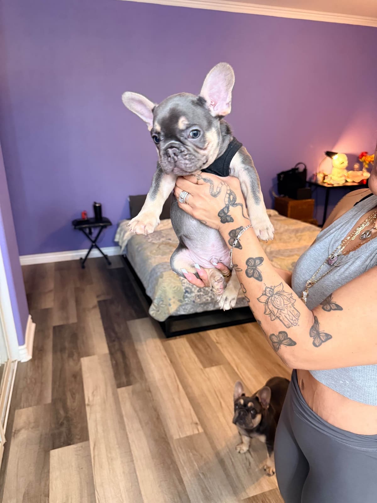French Bulldog Puppies breeder image 9