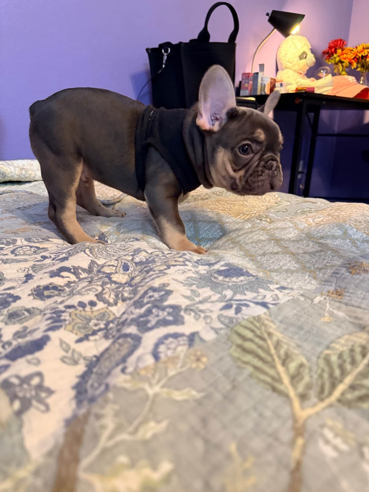 French Bulldog Puppies breeder image 11