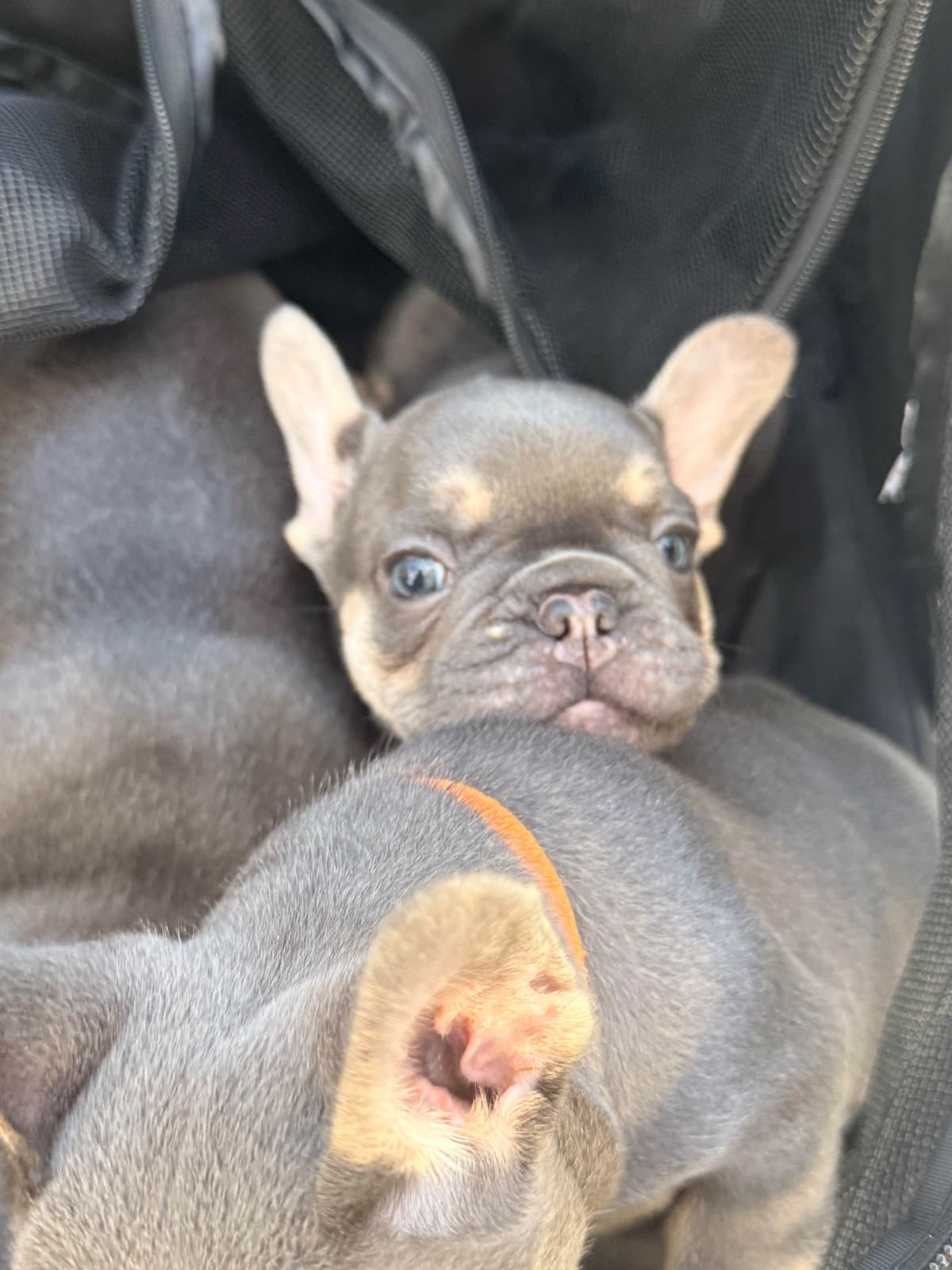French Bulldog Puppies breeder image 12