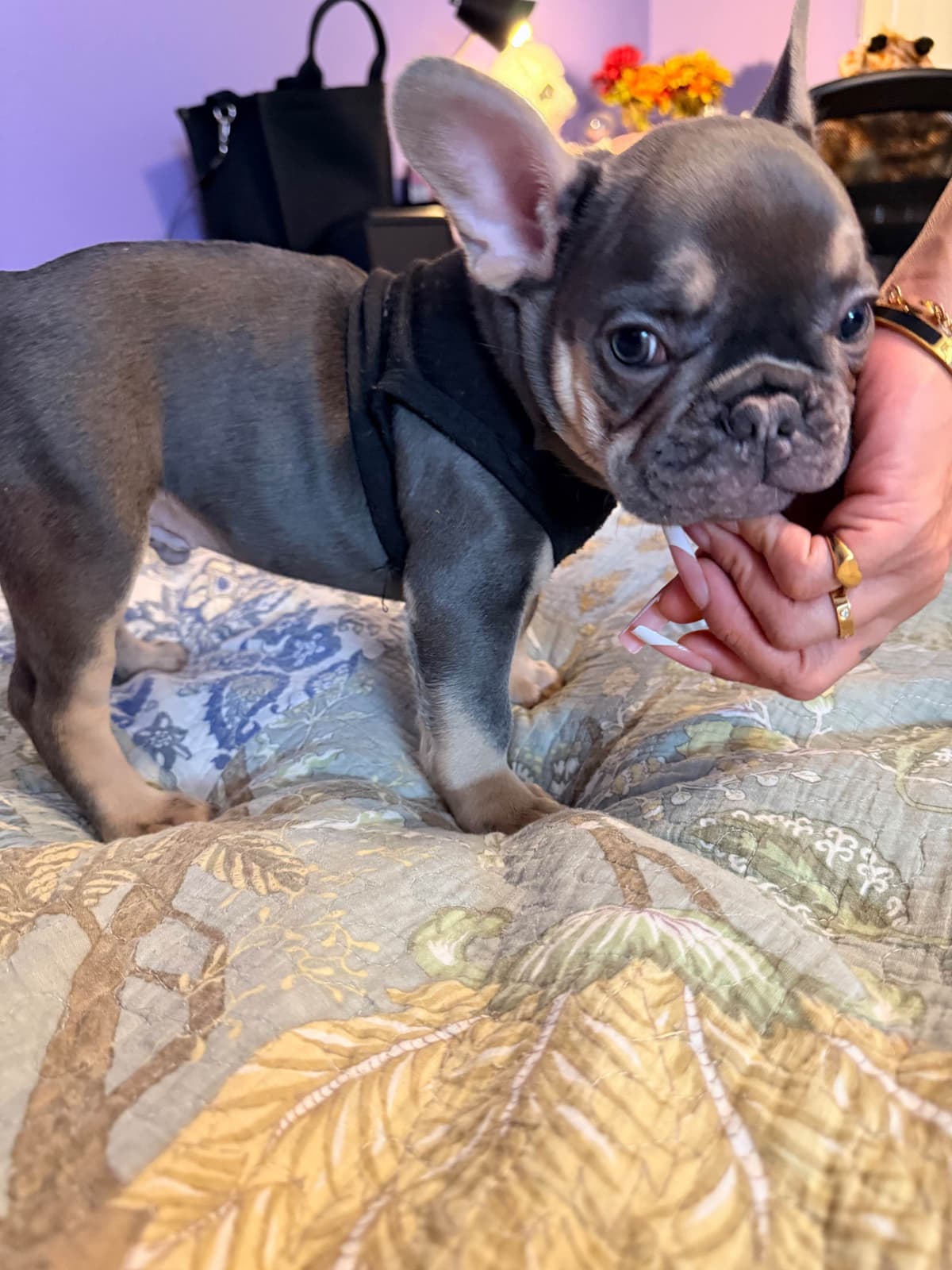 French Bulldog Puppies breeder image 13