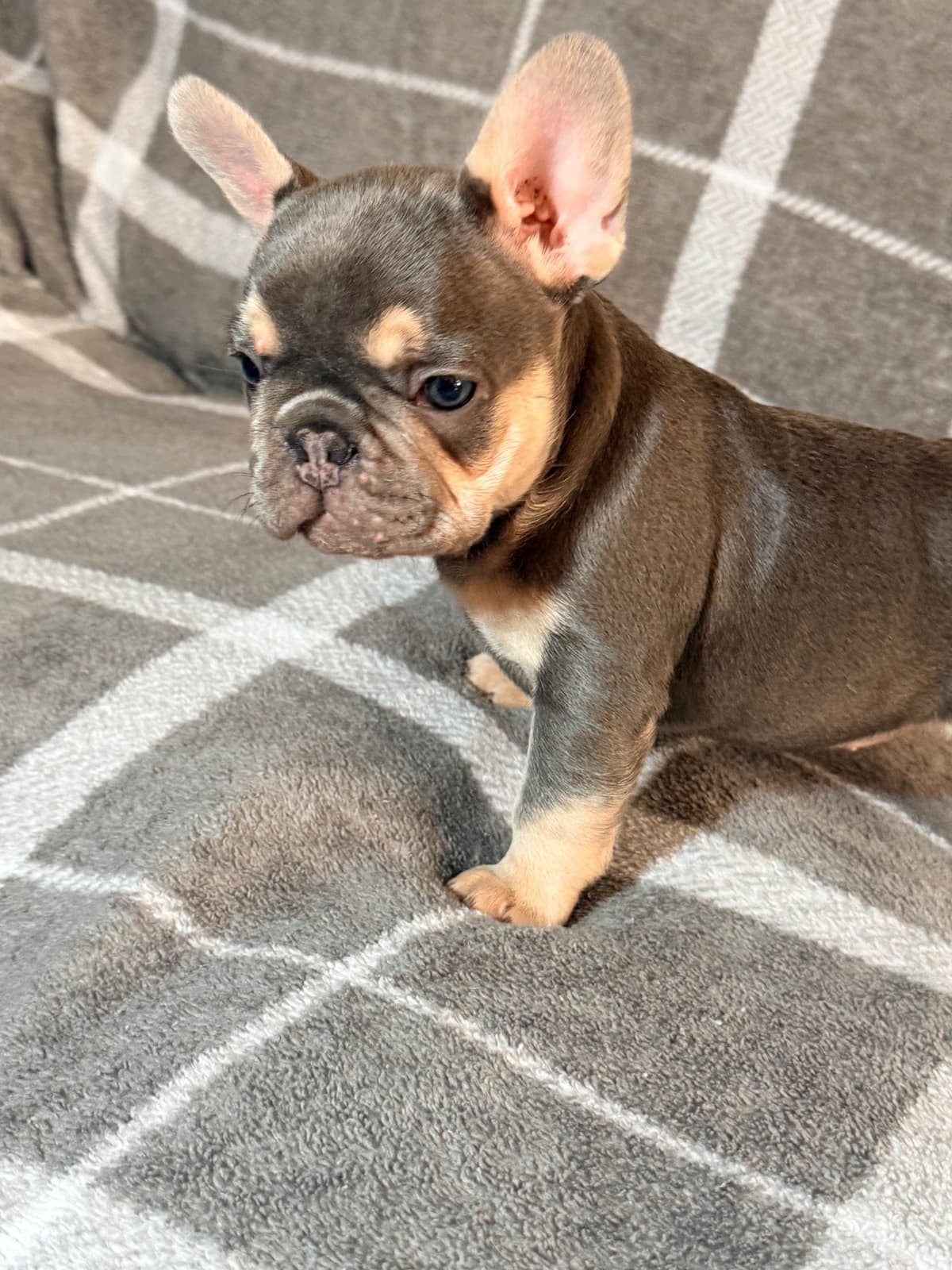French Bulldog Puppies breeder image 14