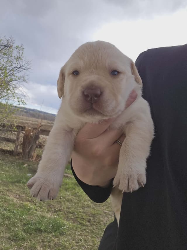Labrador Retriever Puppies media 2