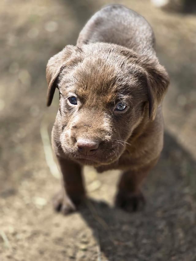 Labrador Retriever Puppies media 3