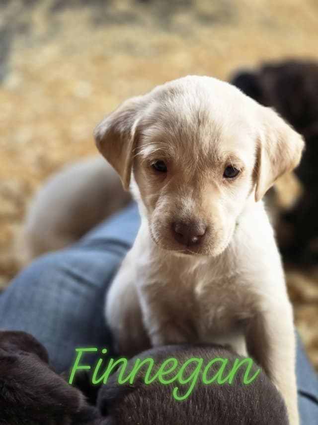 Labrador Retriever Puppies media 7