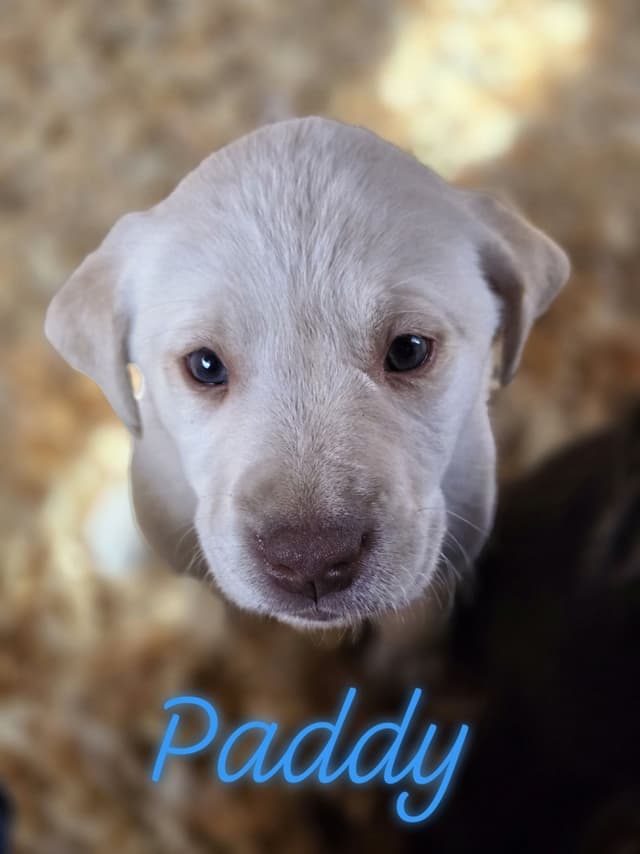 Labrador Retriever Puppies media 10