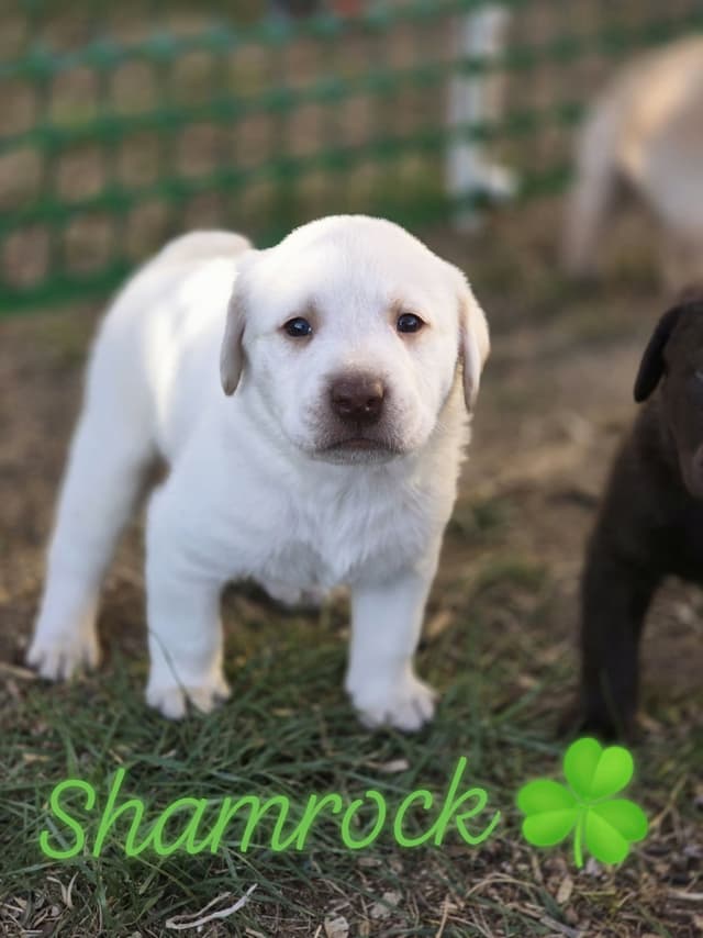 Labrador Retriever Puppies media 11