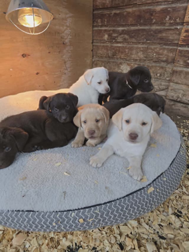 Labrador Retriever Puppies media 13