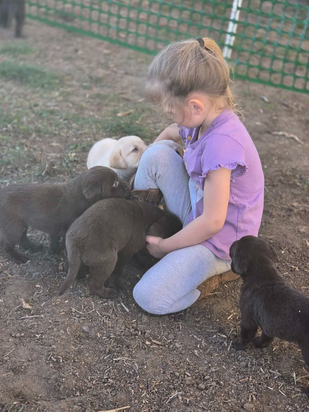 Labrador Retriever Puppies breeder image 1