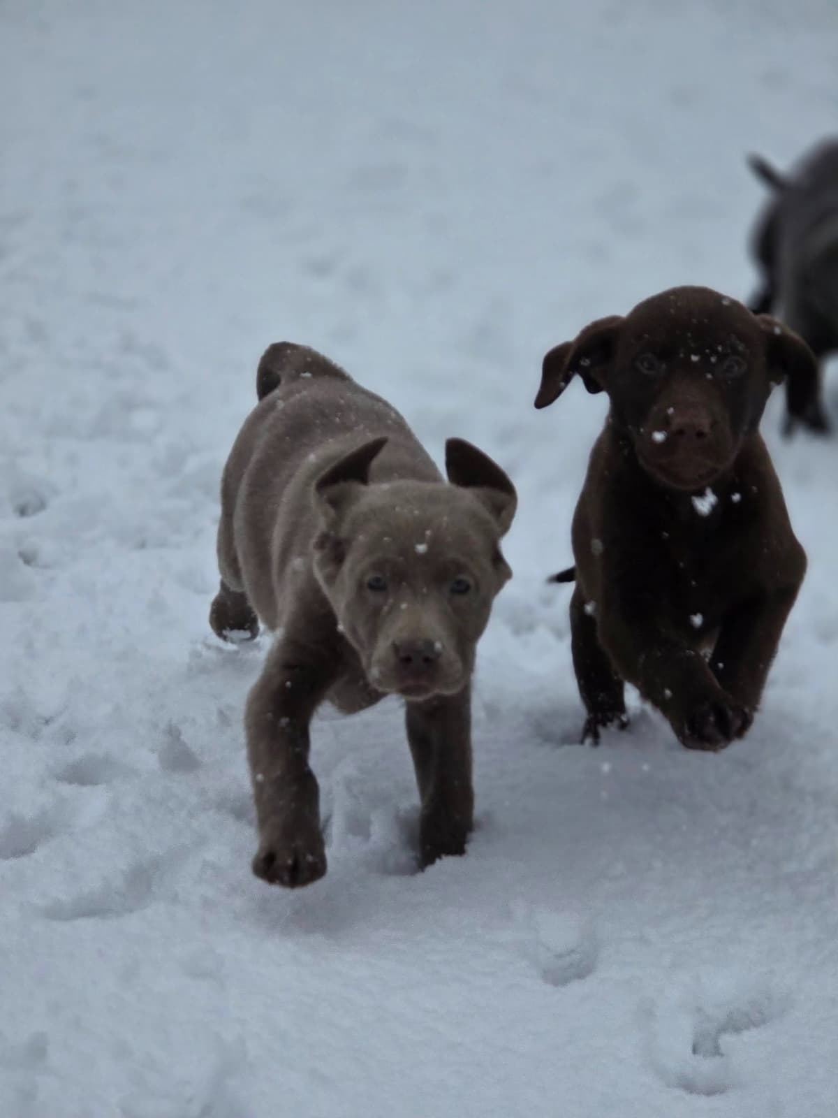 Labrador Retriever Puppies breeder image 4