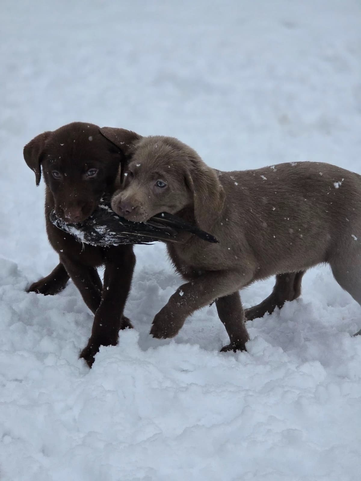 Labrador Retriever Puppies breeder image 6