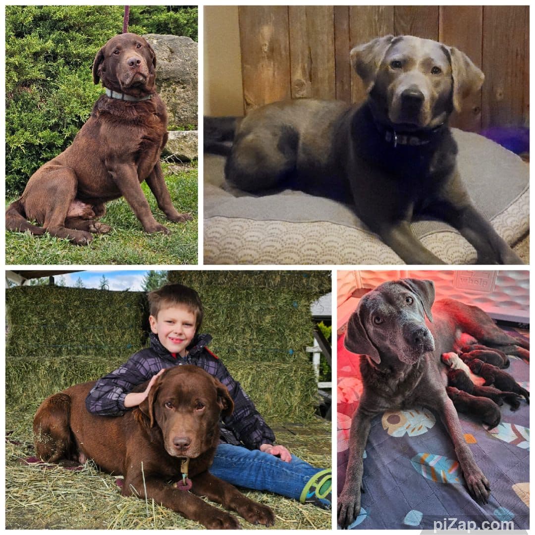 Labrador Retriever Puppies breeder image 7