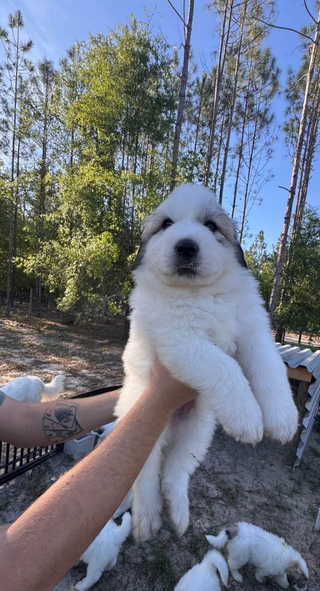 Great Pyrenees Puppies media 2
