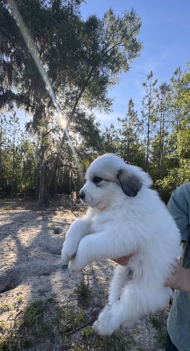 Great Pyrenees Puppies media 3