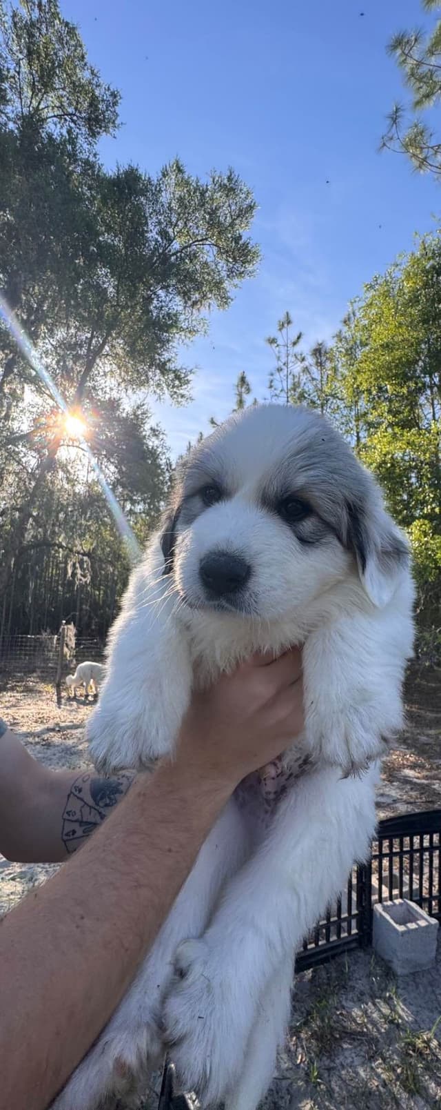 Great Pyrenees Puppies media 4