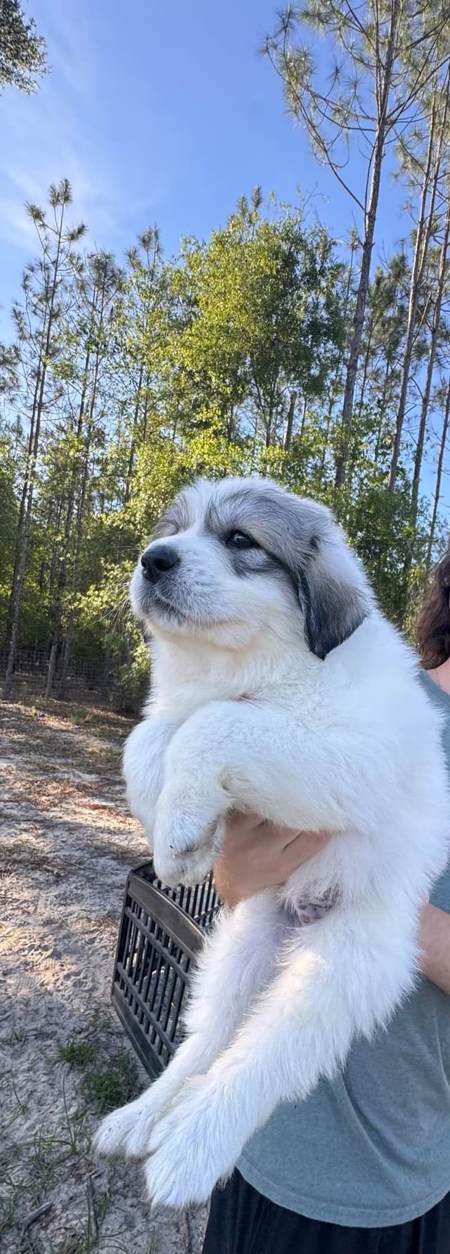 Great Pyrenees Puppies media 5