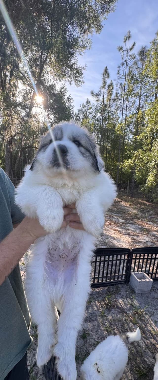 Great Pyrenees Puppies media 6