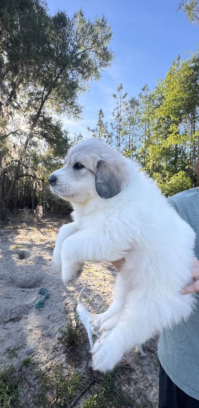 Great Pyrenees Puppies media 7