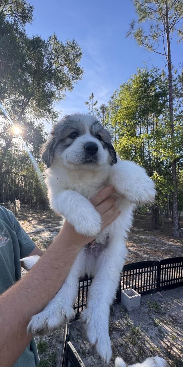 Great Pyrenees Puppies media 8