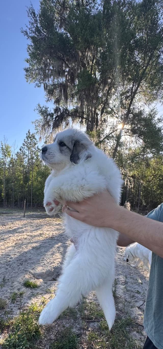 Great Pyrenees Puppies media 9